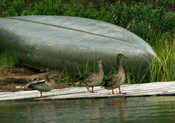 Kevlar Canoe on Lake One